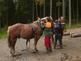 4.den dopoledne - Koně jdou pomáhat do lesa.